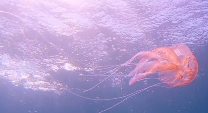 meduza