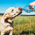 ways-to-protect-your-dog-from-warm-weather-health-hazards-722×406-1