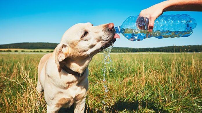 ways-to-protect-your-dog-from-warm-weather-health-hazards-722x406-1