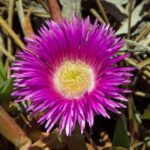 Closeup shot of a pink karkalla flower with a blurred background