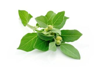 ДАЛИ АШВАГАНДАТА НАВИСТИНА ПОМАГА?