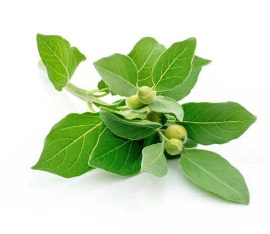 ДАЛИ АШВАГАНДАТА НАВИСТИНА ПОМАГА?